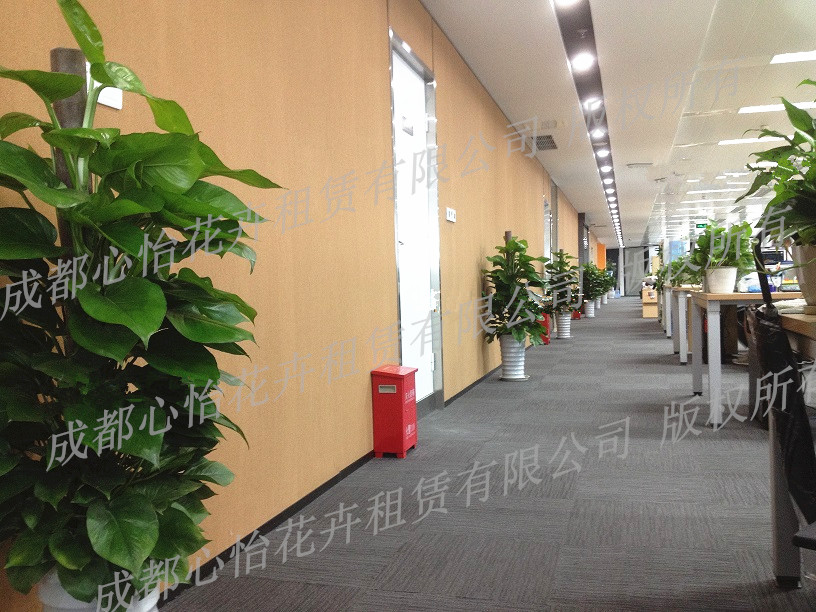 綠植擺放案例